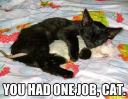 OneJobCat