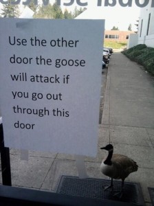 killergoose