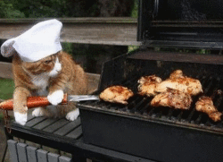 CatCook