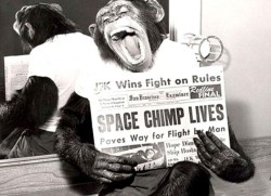 spacechimp