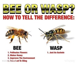 beewasp