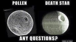 pollen