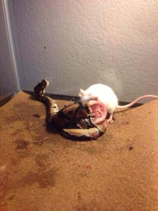 mousesnake