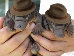 platypuses