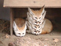 foxes